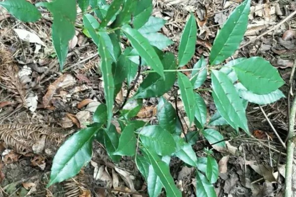 两面针简介，是木质藤本植物