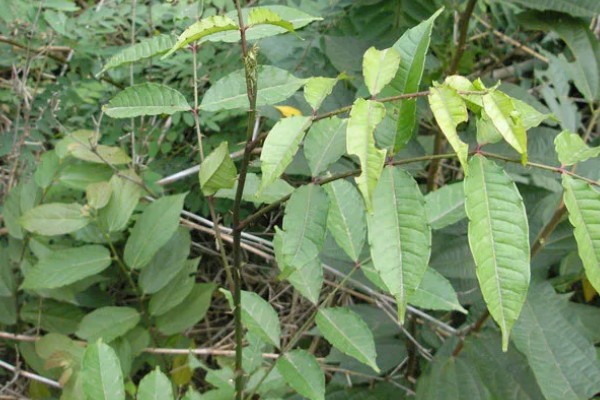 两面针简介，是木质藤本植物