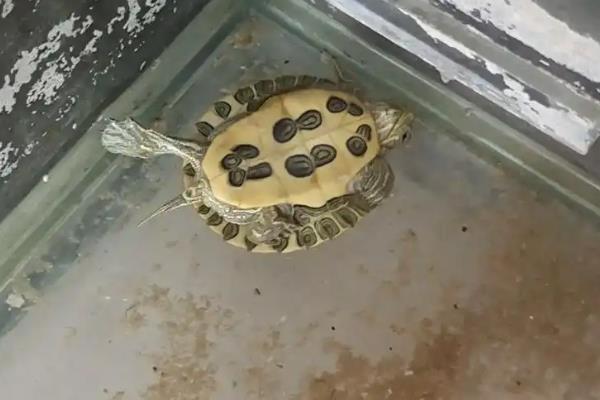 乌龟为什么总是翻过来,活力强、体型小的乌龟容易翻身