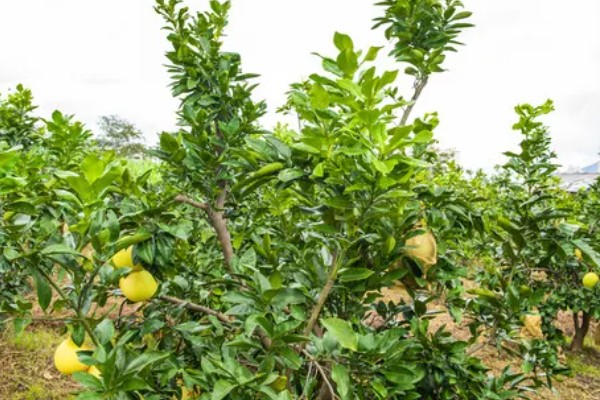 柚子的生长过程介绍，1月份处于花芽形成期