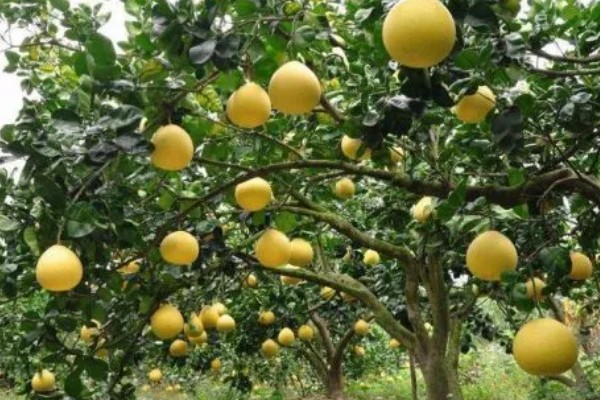 柚子的生长过程介绍，1月份处于花芽形成期