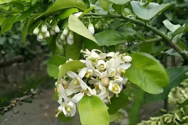柚子的生长过程介绍，1月份处于花芽形成期