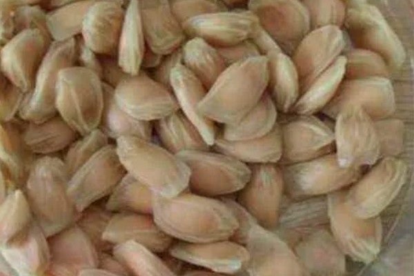 柚子的生长过程介绍，1月份处于花芽形成期