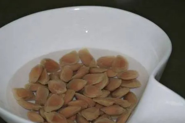 柚子的生长过程介绍，1月份处于花芽形成期