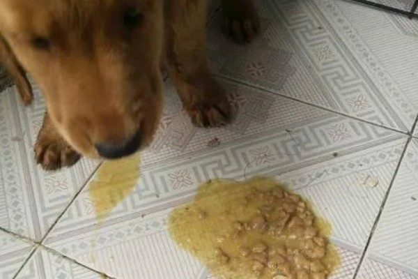 狗狗为什么会呕吐，常见消化不良、误食异物等原因