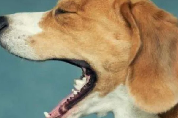 狗狗为什么会呕吐，常见消化不良、误食异物等原因