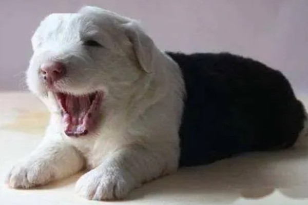 狗狗为什么会呕吐，常见消化不良、误食异物等原因