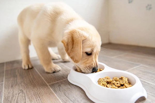 狗狗为什么会呕吐，常见消化不良、误食异物等原因