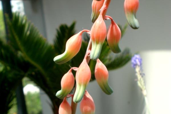 子宝开花的寓意，寓意好运的到来