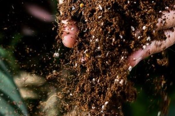 子宝开花的寓意，寓意好运的到来