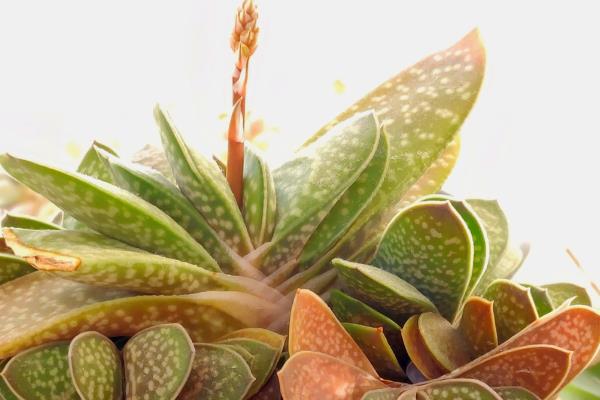 子宝开花的寓意，寓意好运的到来