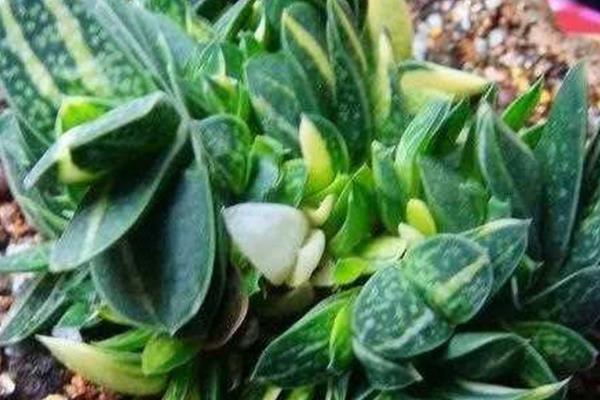 子宝开花的寓意，寓意好运的到来