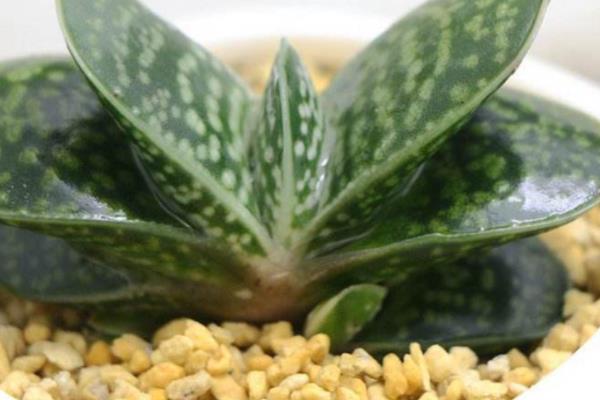 子宝开花的寓意，寓意好运的到来