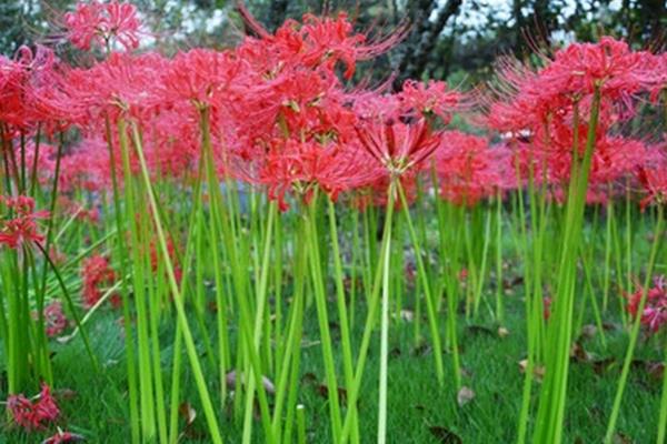 彼岸花的养殖方法，喜欢在湿润的环境中生长
