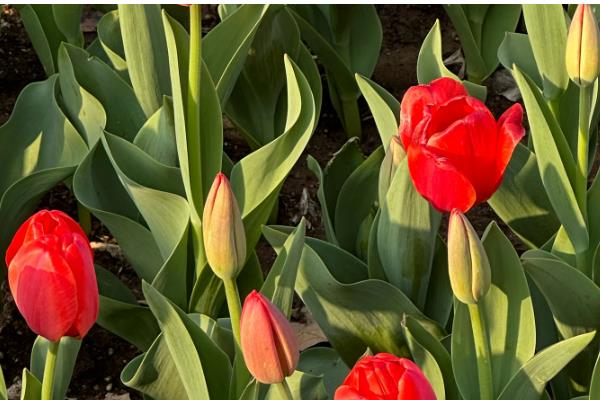 郁金香的别称，具有洋荷花、草麝香等叫法