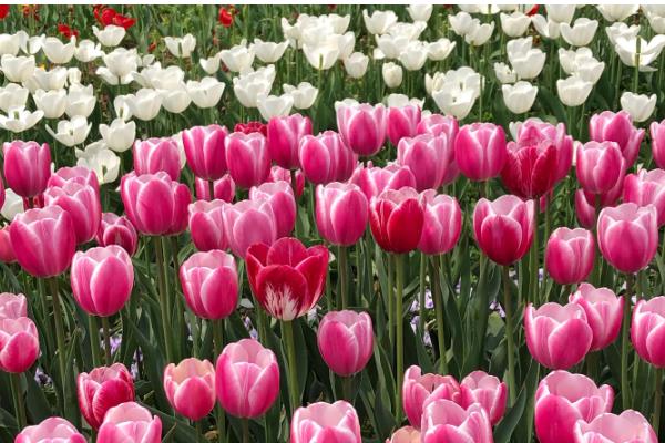 郁金香的别称，具有洋荷花、草麝香等叫法