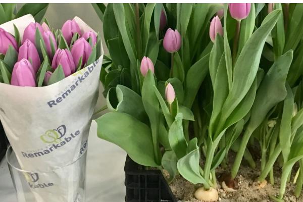 郁金香的别称，具有洋荷花、草麝香等叫法