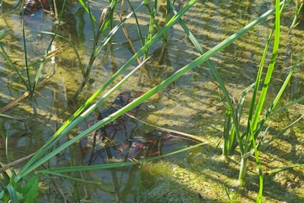 怎么在稻田中养殖小龙虾,早期让它们以动物性饲料为主食