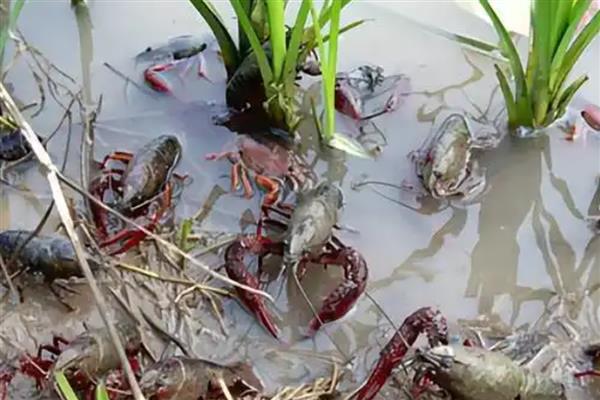 怎么在稻田中养殖小龙虾,早期让它们以动物性饲料为主食