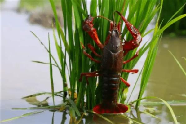 怎么在稻田中养殖小龙虾,早期让它们以动物性饲料为主食