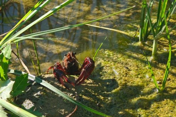 怎么在稻田中养殖小龙虾,早期让它们以动物性饲料为主食
