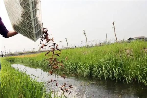 怎么在稻田中养殖小龙虾,早期让它们以动物性饲料为主食