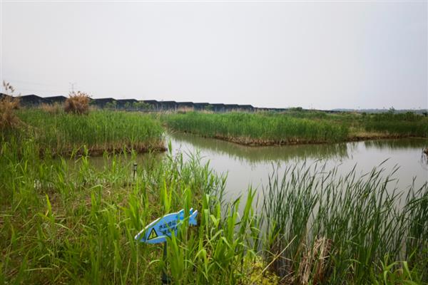 怎么在稻田中养殖小龙虾,早期让它们以动物性饲料为主食