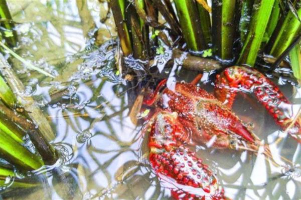 怎么在稻田中养殖小龙虾,早期让它们以动物性饲料为主食