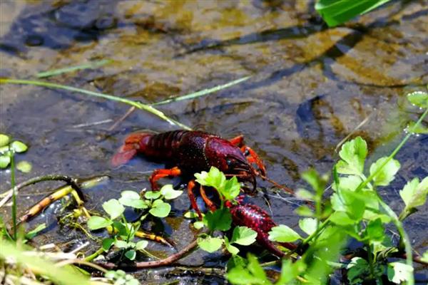 怎么在稻田中养殖小龙虾,早期让它们以动物性饲料为主食