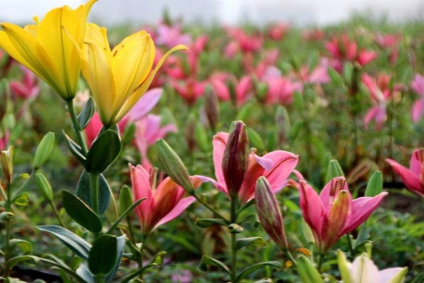百合的开花时间,是5-6月份