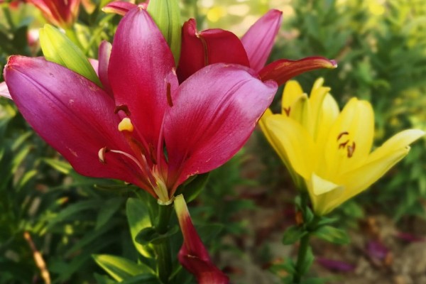 百合的开花时间,是5-6月份