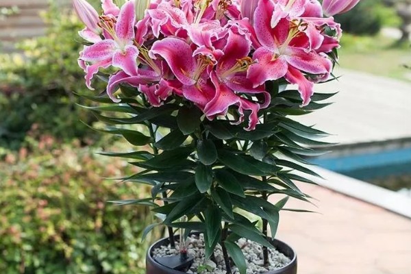 百合的开花时间,是5-6月份