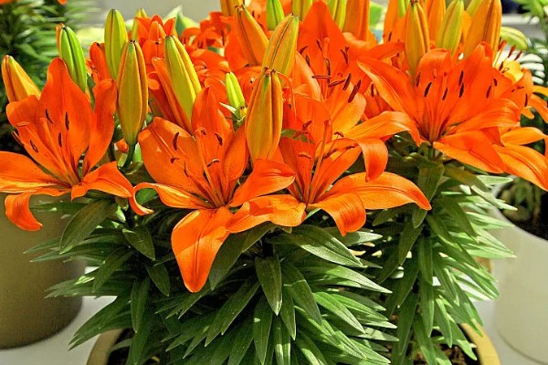百合的开花时间,是5-6月份