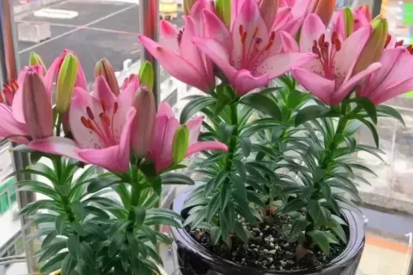 百合的开花时间,是5-6月份