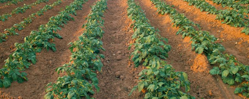 雪莲果的防虫方法，清晨可以人工捕捉青虫