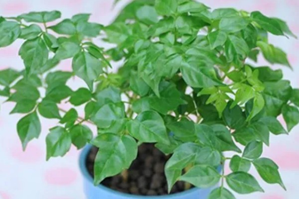 幸福树怎么栽培，剩下要适当给予搭棚遮荫