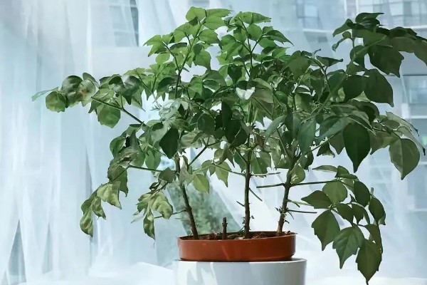 幸福树怎么栽培，剩下要适当给予搭棚遮荫