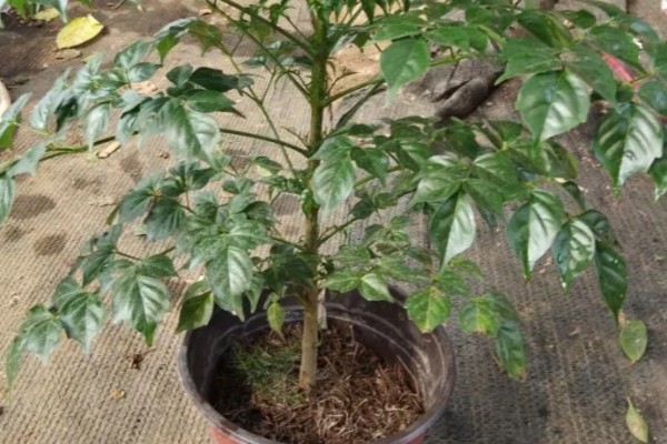 幸福树怎么栽培，剩下要适当给予搭棚遮荫