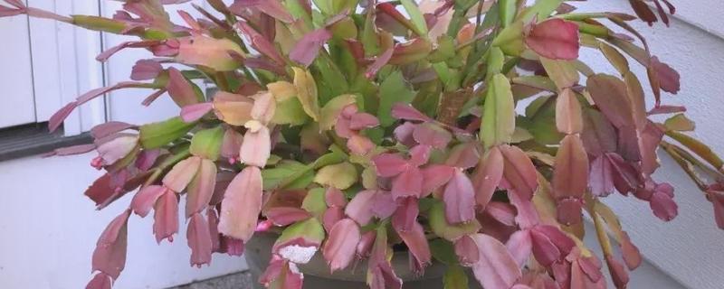 蟹爪兰叶子发红如何处理,土壤发碱需要更换新土