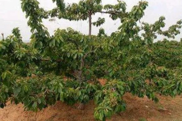 樱桃品种介绍，属于落叶乔木或灌木