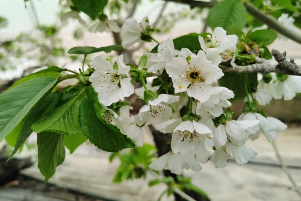 樱桃品种介绍，属于落叶乔木或灌木