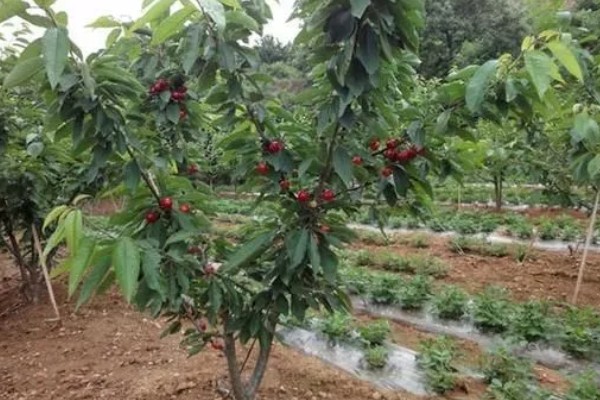 樱桃品种介绍，属于落叶乔木或灌木