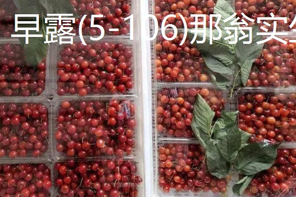 樱桃品种介绍，属于落叶乔木或灌木