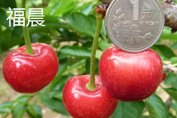 樱桃品种介绍，属于落叶乔木或灌木