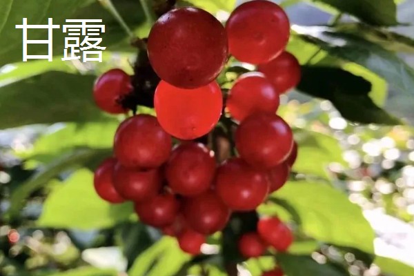 樱桃品种介绍，属于落叶乔木或灌木