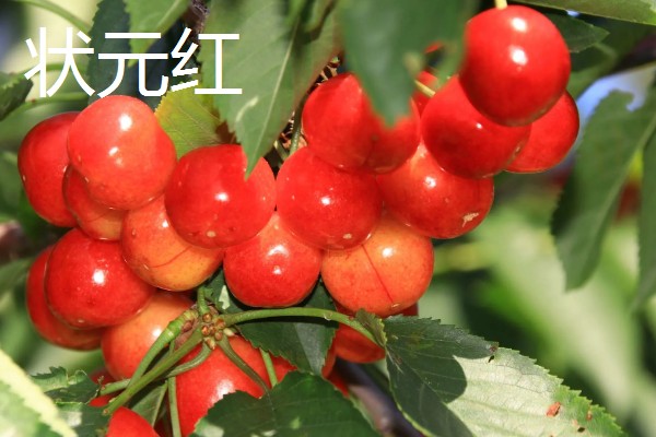 樱桃品种介绍，属于落叶乔木或灌木