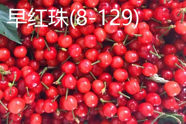 樱桃品种介绍，属于落叶乔木或灌木