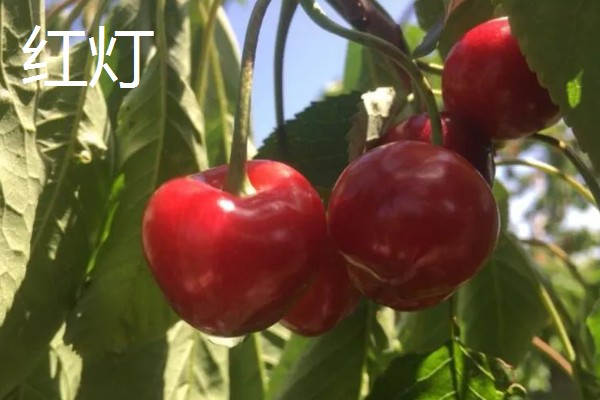 樱桃品种介绍，属于落叶乔木或灌木