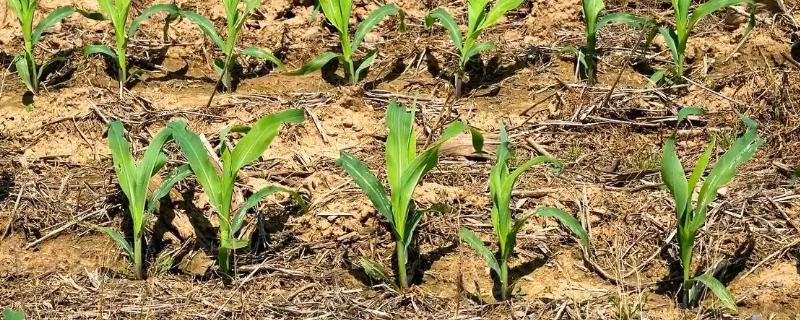 玉米的种植间距，株距保持在30厘米左右