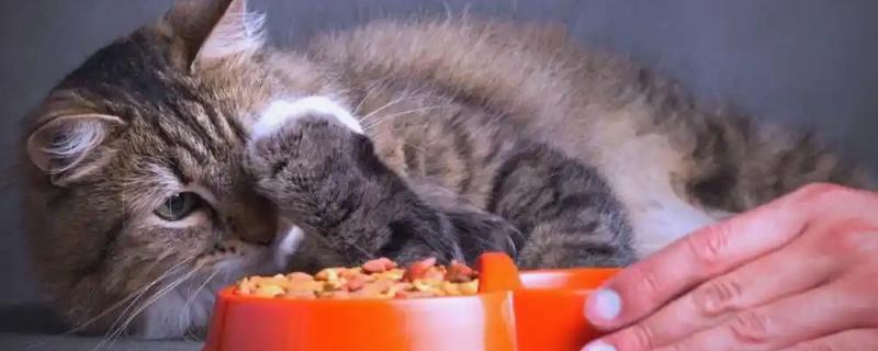 猫咪狗狗能吃火鸡吗，可以吃火鸡